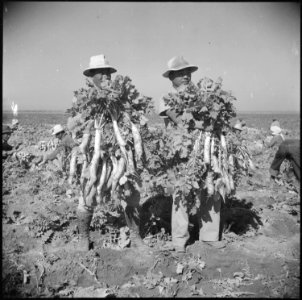 Gila River Relocation Center, Rivers, Arizona. Evacuee farmers are here harvesting Daikon, a large . . . - NARA - 538580