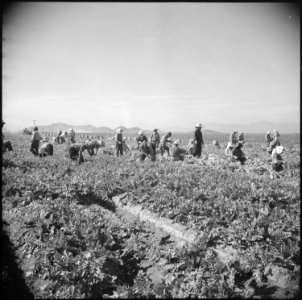 Gila River Relocation Center, Rivers, Arizona. Evacuee farmers are here harvesting Daikon, a large . . . - NARA - 538582