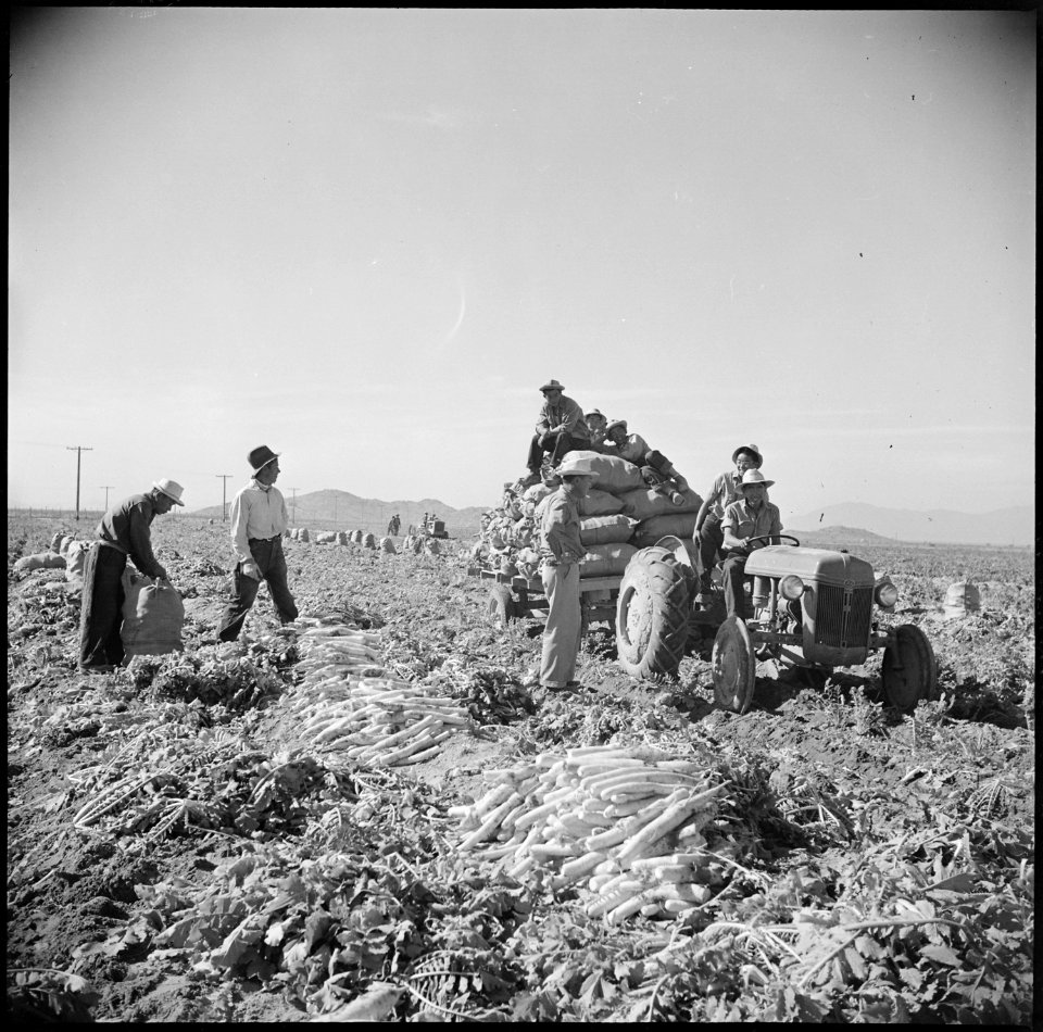Gila River Relocation Center, Rivers, Arizona. Evacuee farmers are here harvesting Daikon, a large . . . - NARA - 538622