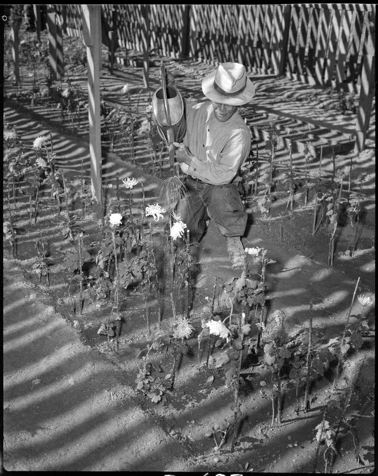 Gila River Relocation Center, Rivers, Arizona. Watering chrysanthemum plants in Nakata and Son ho . . . - NARA - 538644
