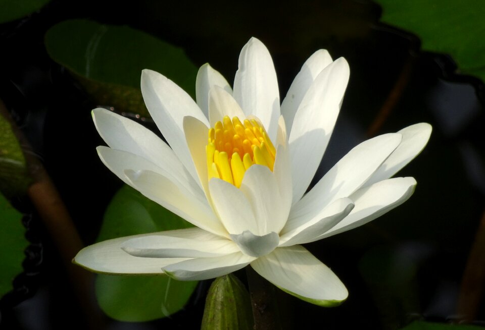 Flower nymphaeaceae aquatic