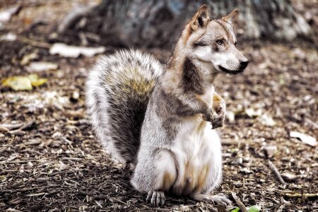Image overlay squirrel fantasy