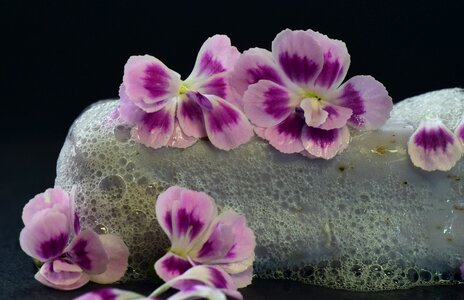 Fragrance flowers purple photo