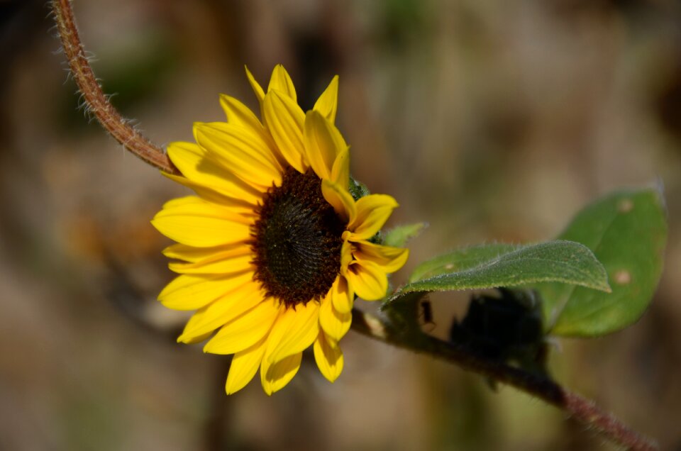 Summer plant bloom