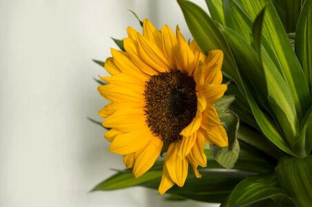 Sun flower natural yellow photo