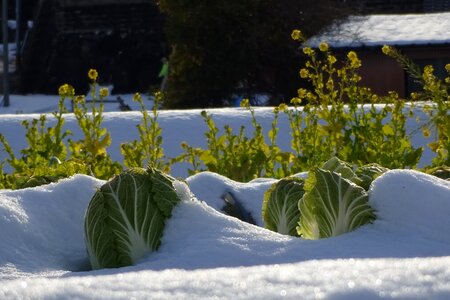 Snow snow scene agriculture