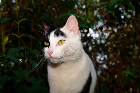 Cat face sweet domestic cat