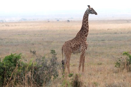 Giraffe at Nairobi National Park, Kenya photo