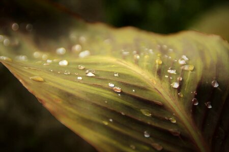 Raindrop dewdrop green