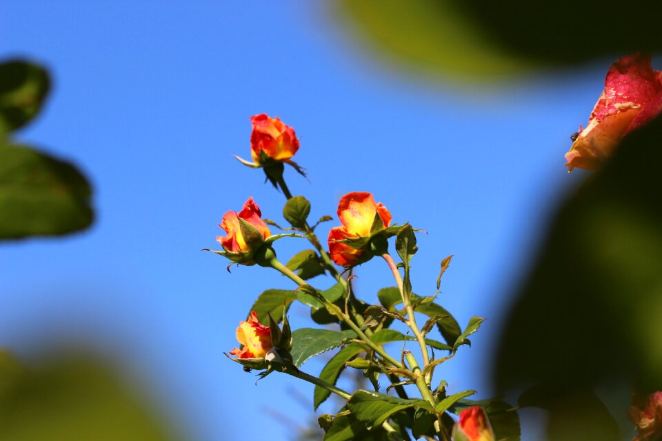 Beautiful blossom bloom