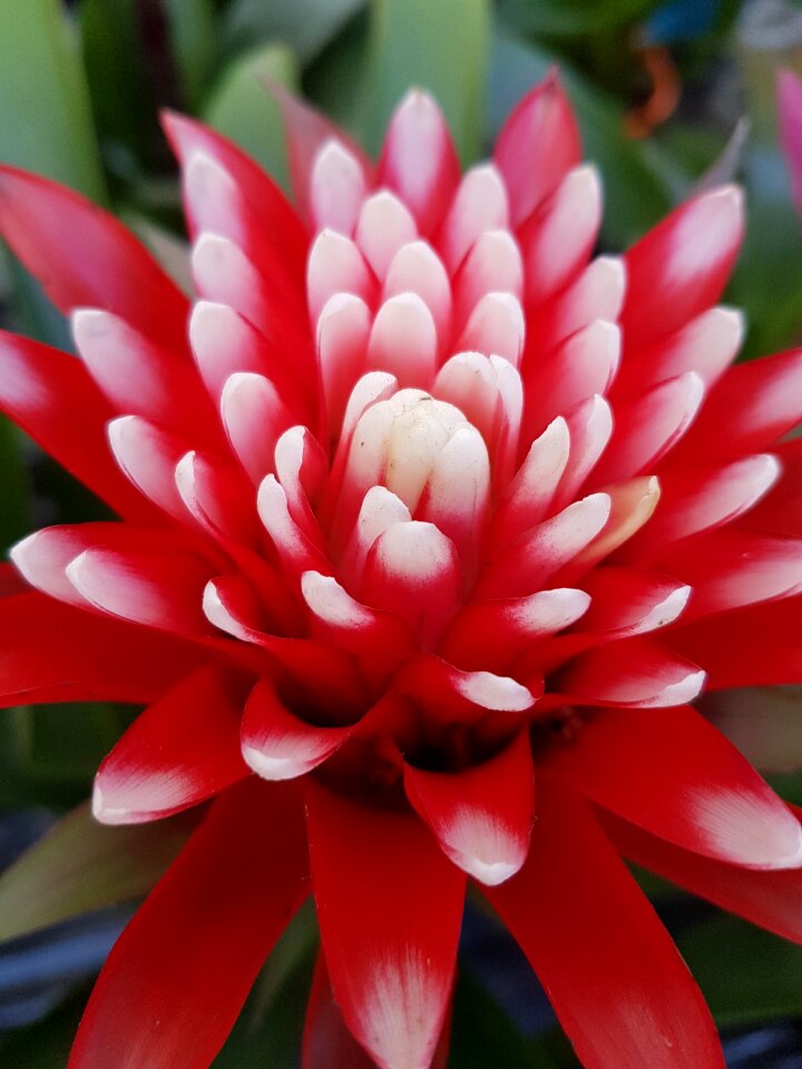Flower tropical exotic