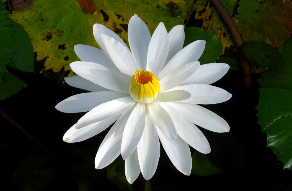 Flower nymphaeaceae aquatic
