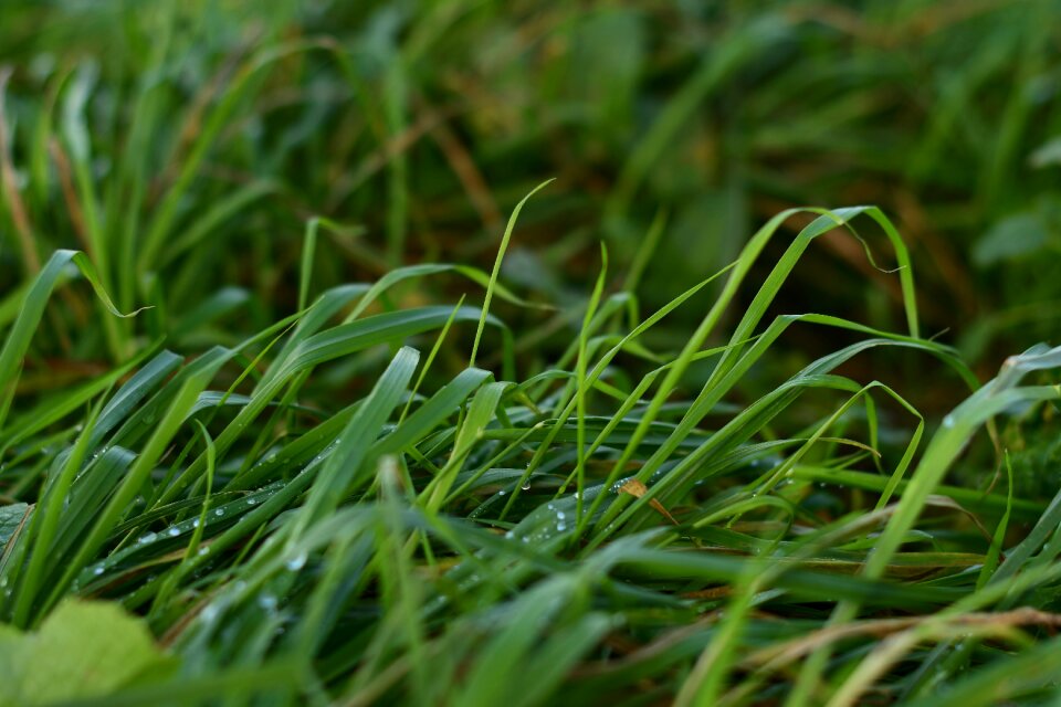 Growth nature outdoors