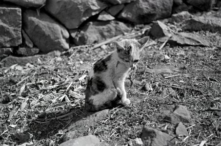 ETH-BIB-Junge Katze-Abessinienflug 1934-LBS MH02-22-1174