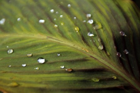 Raindrop dewdrop green