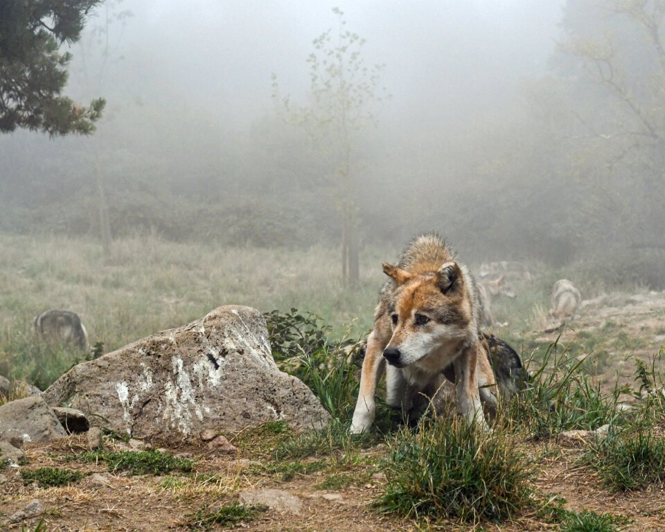 Mist suspicious predator