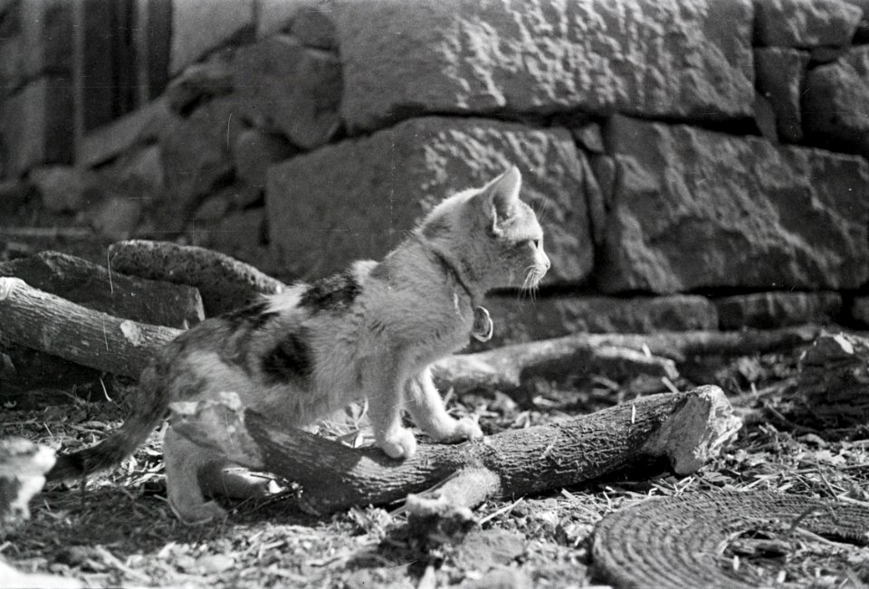 ETH-BIB-Junge Katze-Abessinienflug 1934-LBS MH02-22-1173