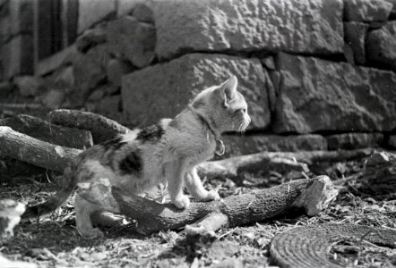 ETH-BIB-Junge Katze-Abessinienflug 1934-LBS MH02-22-1173