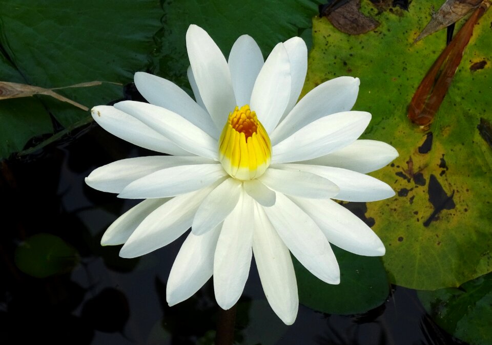Flower nymphaeaceae aquatic