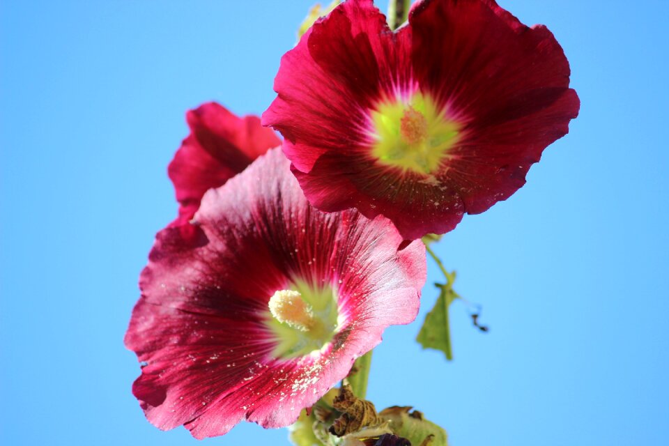 Stock rose garden color red