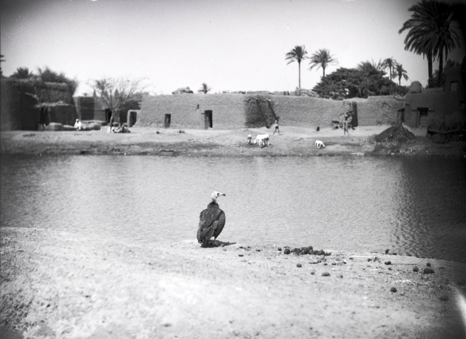 ETH-BIB-Kano- Überall warten Aasgeier auf Beute-Tschadseeflug 1930-31-LBS MH02-08-0605