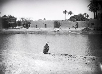 ETH-BIB-Kano- Überall warten Aasgeier auf Beute-Tschadseeflug 1930-31-LBS MH02-08-0605