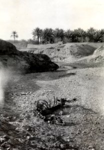 ETH-BIB-Kamel-Skelett (Umgebung von Bagdad)-Persienflug 1924-1925-LBS MH02-02-0042-AL-FL