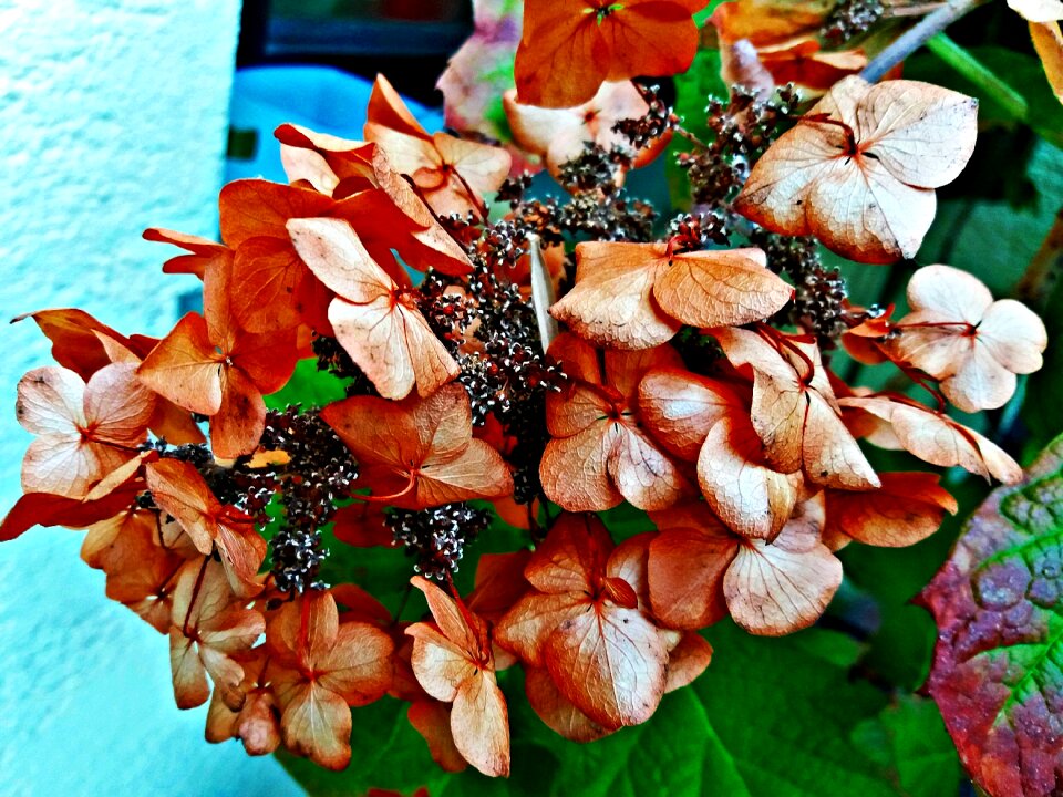 Plant nature spring