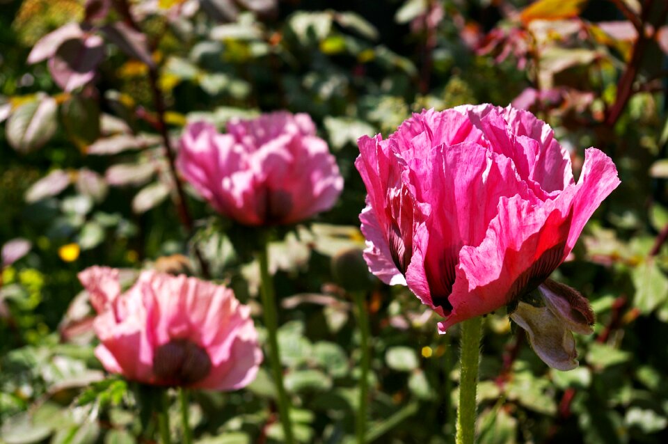 Nature plant poppy flower