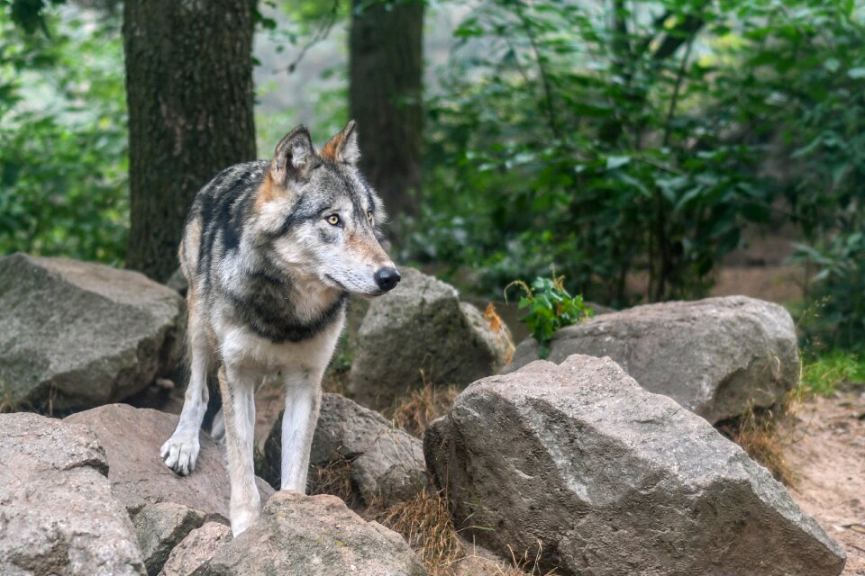 Wolf predator wild animal
