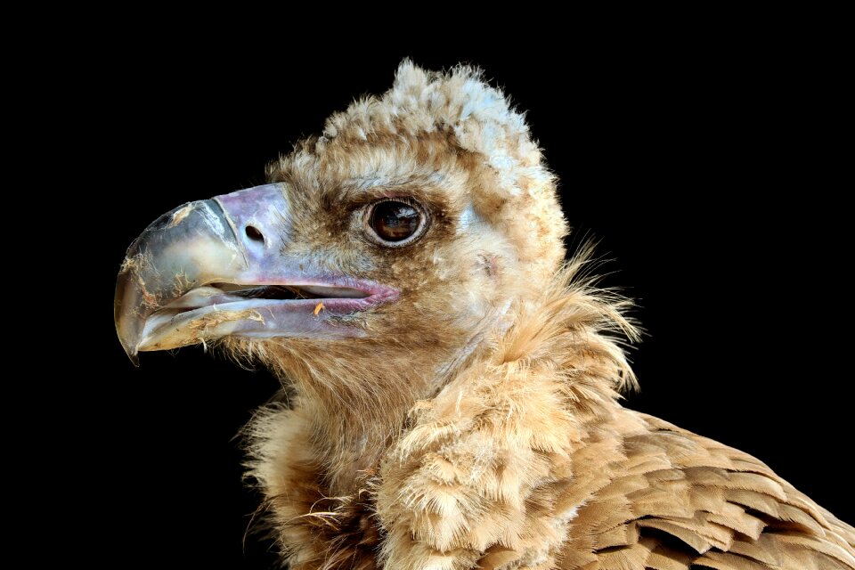 Young bird bird of prey photo