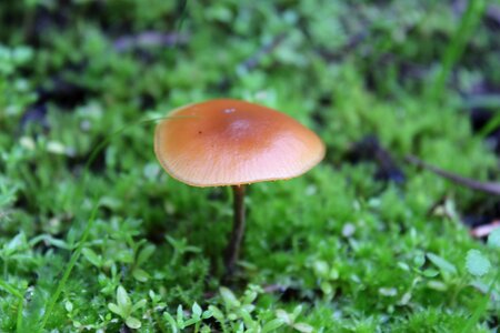 Fungus fungi wild photo