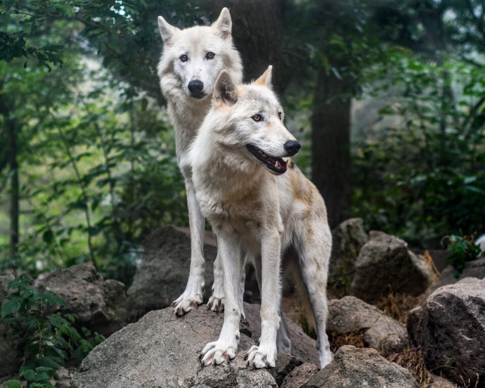 Predator two wild animal