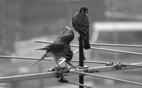 Ave bird of prey eagles