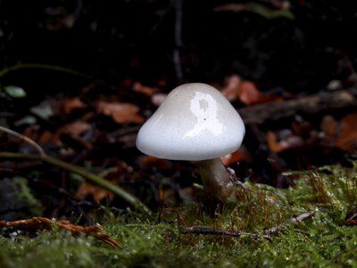 Nature white forest photo