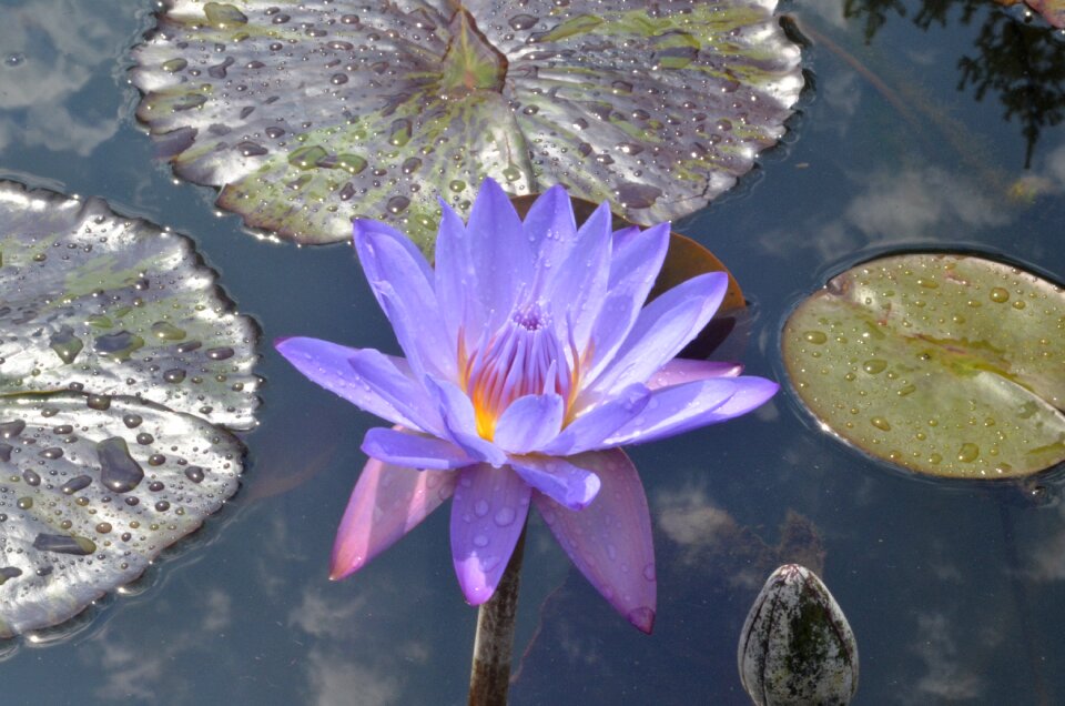 Flora beautiful aquatic