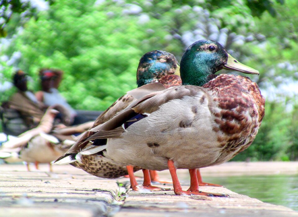 Animal outdoors duck
