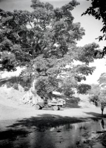 ETH-BIB-Lastwagen unter Baum an Fluss-Abessinienflug 1934-LBS MH02-22-0508