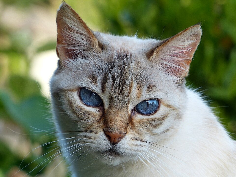 White grey eyes blue