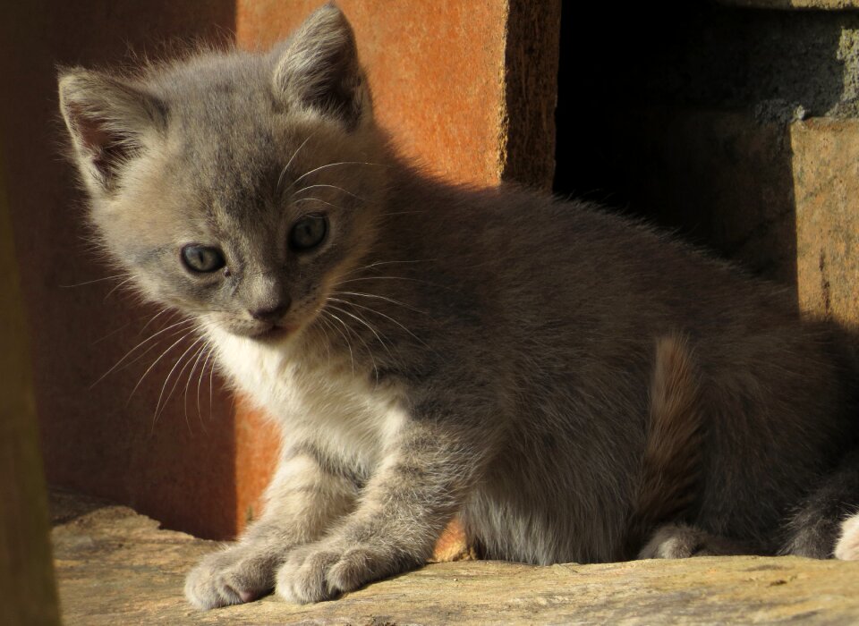 Feline domestic cat pet