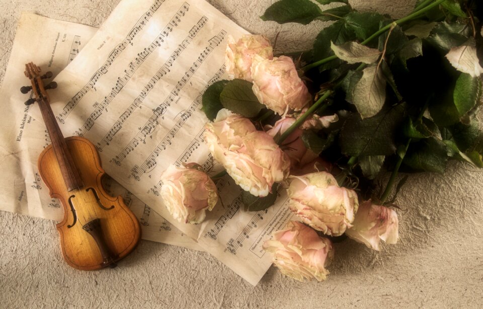 Classic musical instrument violins