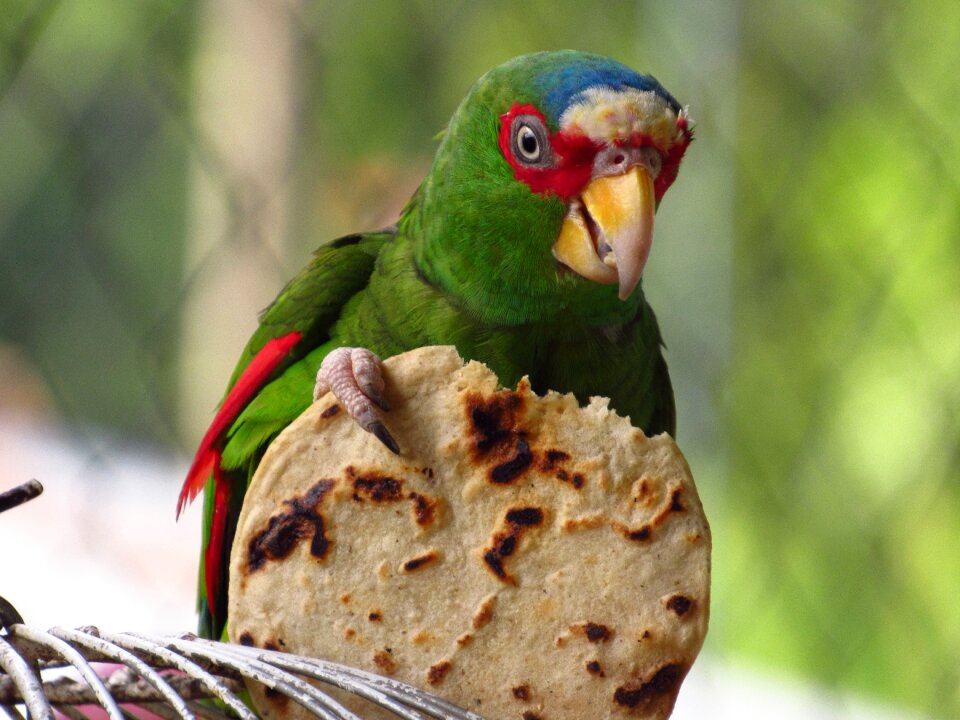 Parrot tortilla nature