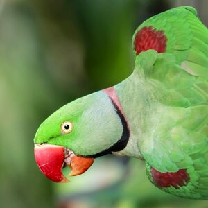 Animal nature alexandrine parakeet photo