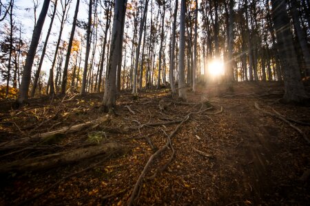 Highland wood root photo