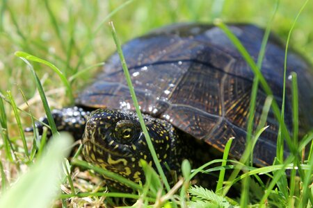 Living nature slow tortoise