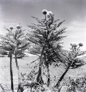 ETH-BIB-Lobelia-Art mit 3 m hohem Blütenstand auf Hochplateau von Abessinien-Abessinienflug 1934-LBS MH02-22-0236