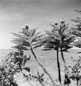 ETH-BIB-Lobelia-Art mit 3 m hohem Blütenstand auf Hochplateau von Abessinien-Abessinienflug 1934-LBS MH02-22-0238