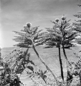 ETH-BIB-Lobelia-Art mit 3 m hohem Blütenstand auf Hochplateau von Abessinien-Abessinienflug 1934-LBS MH02-22-0237