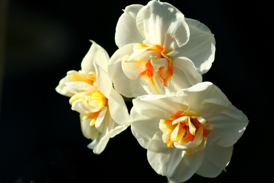 Beautiful floral petal