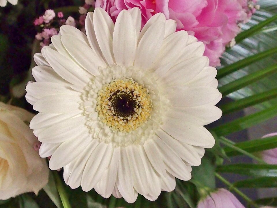 Fine beautiful single flower
